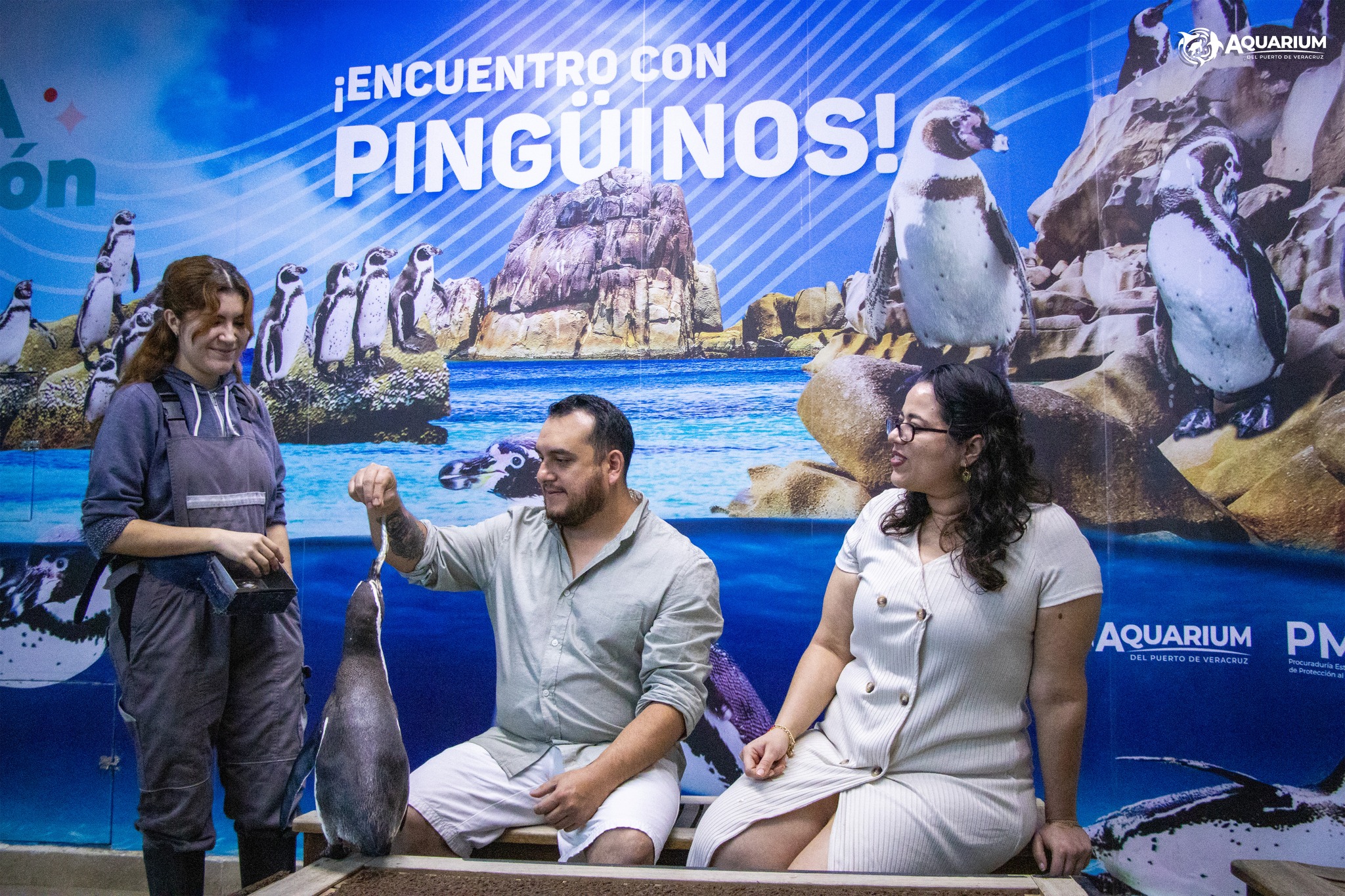 Encuentro con pinguinos