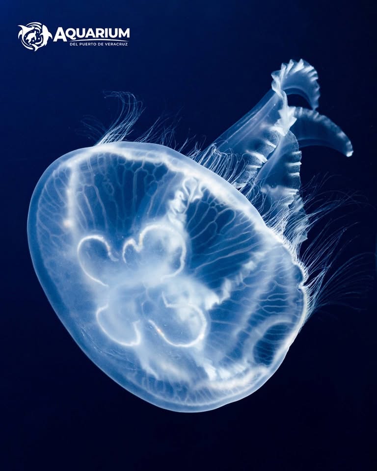 Medusas